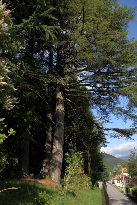 Villa Emilia Craveggia Bagian luar foto